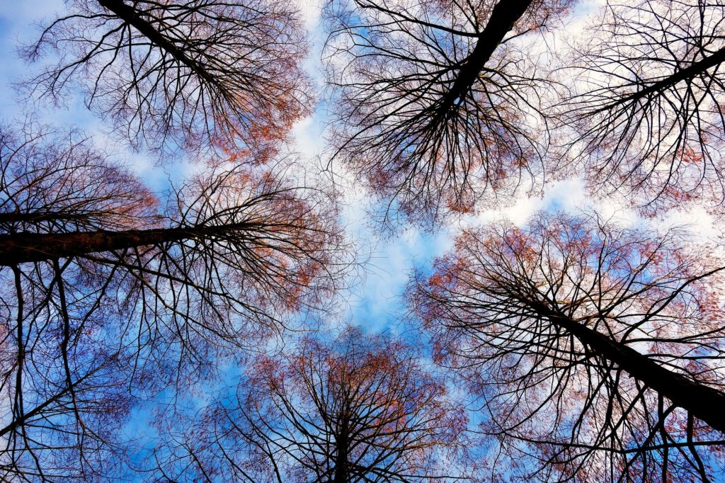 Arboriculture : les dangers du travail en hauteur